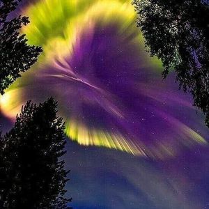 Meet your Posher, Royce